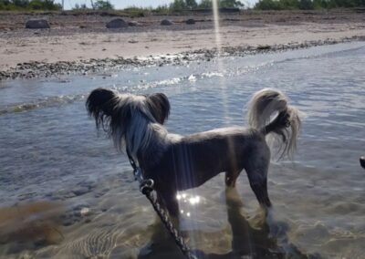 Nakenhund badar i havet