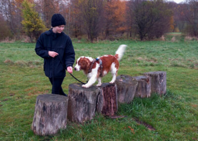 Balans och koordination för hund